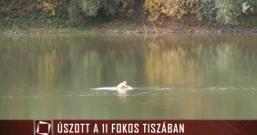 A termálfürdő ellentéte: fürdés a hideg Tiszában