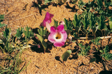 Sivatagi gyógynövény a reuma ellen?