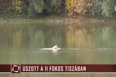 A termálfürdő ellentéte: fürdés a hideg Tiszában