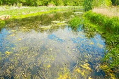 Aggasztó felfedezés a Hévízi-tónál: veszélyes növény terjed a Balaton felé