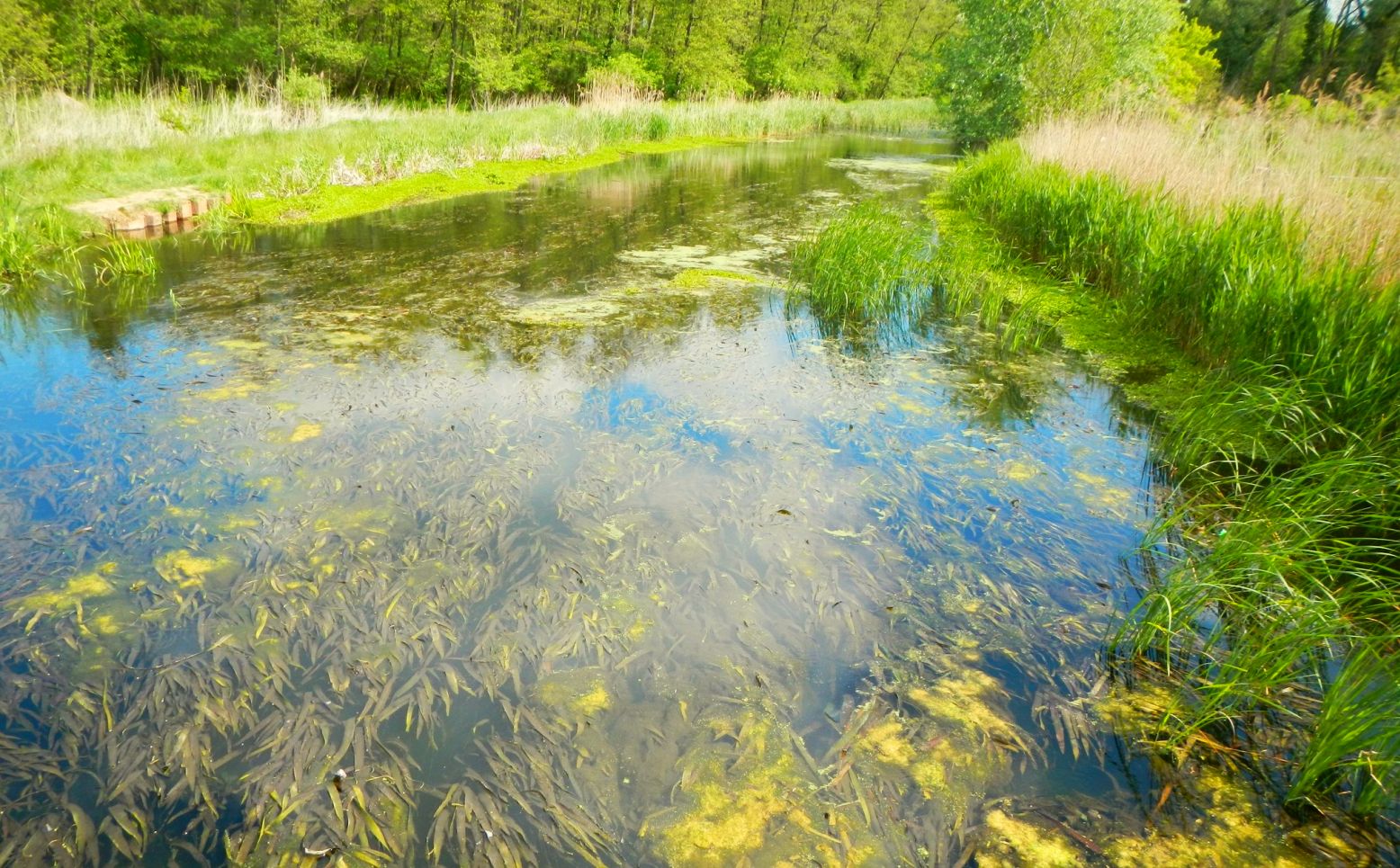 Hévíz-lefolyó hínár